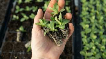 Учени създадоха умна почва за по-добро развитие на растенията